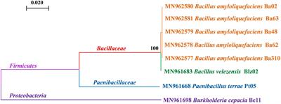 Construction of a compound microbial agent for biocontrol against Fusarium wilt of banana